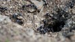 Ants
