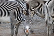 animals