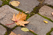Autumn leaves