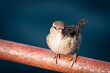 sparrow
