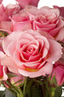 Pink Roses