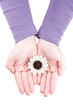 Hands are holding a white flower