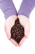 Hands are holding coffee grains