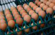 eier