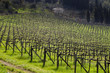 Biologischer Weinbau im Frühling