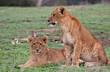 young lions
