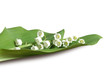 muguet muguet