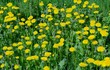 Photo: Field of dandylions Field of dandylions