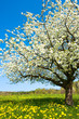 Blossoming tree in spring on rural meadow