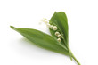 muguet