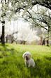 Photo en ligne au meilleur prix dog sitting in grass