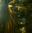 Beautiful morning in the forest