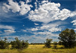 Cielo