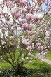 blühende Magnolie im Garten