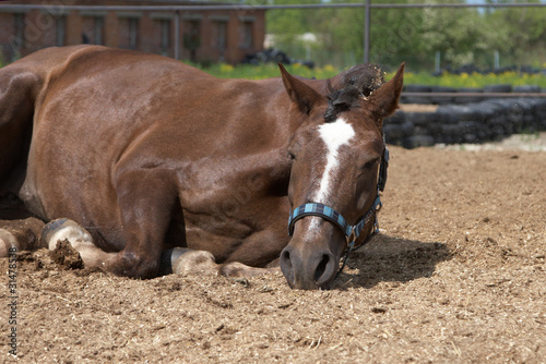 Photo: horse horse
