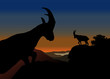 Mouflon, Paysage Montagne