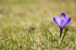 Violet crocus flower on a grass field