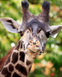Giraffe portrait
