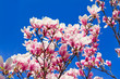Foto: Blütentraum aus Magnolien Blütentraum aus Magnolien
