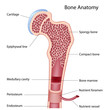 Bone structure, eps8