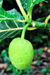 Breadfruit