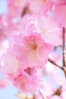 桜　八重桜　紅桜　　八重紅桜　ピンク