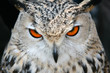 bird owl closeup bird owl closeup