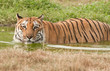 Indian Bengali Tiger