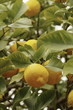 limoni sull'albero