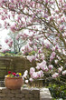 blühende Magnolie im Garten