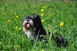 chien Lhassa Apso assis dans l'herbe et pissenlit chien Lhassa Apso assis dans l'herbe et pissenlit