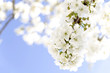 Cherry tree blossom