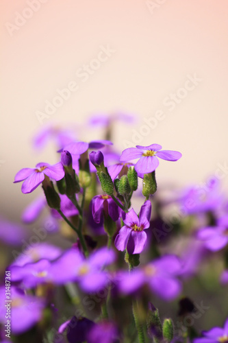 Photo: Wall flower Wall flower