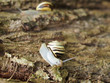 Photo: Schnecken unterwegs Schnecken unterwegs