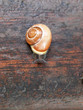 Photo: Hainbänderschnecke Hainbänderschnecke