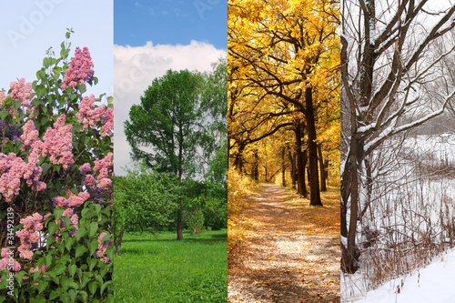 Photo: four seasons spring, summer, autumn, winter trees collage four seasons spring, summer, autumn, winter trees collage