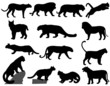 Vector: wildcats wildcats