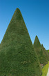 Garden with green shrub cropped