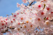 満開の桜