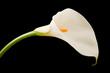 calla