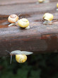 Photo: Schnecken unterwegs Schnecken unterwegs