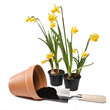 Gardening