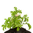 The potato with leaves