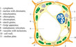 Plant cell