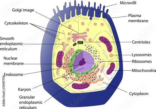 Vektor: Cell1 Cell1