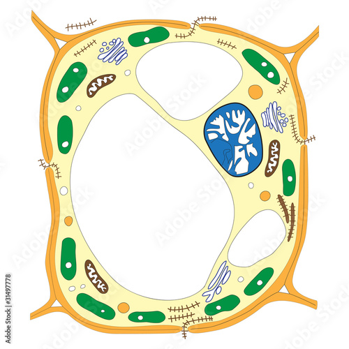 Vector: plant cell plant cell