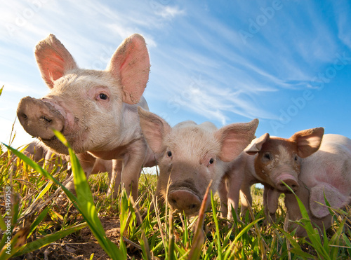 Photo: Some pigs in Dalarna, Sweden Some pigs in Dalarna, Sweden