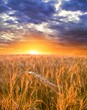 sunset in a wheat fields sunset in a wheat fields