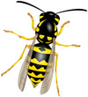 Wespe