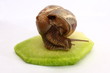 Snail grape on a redish Snail grape on a redish